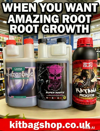 Canna rhizotonic shogun - canna,
