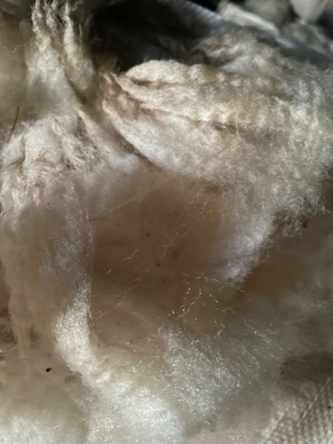 White raw sheep wool - white, fleece