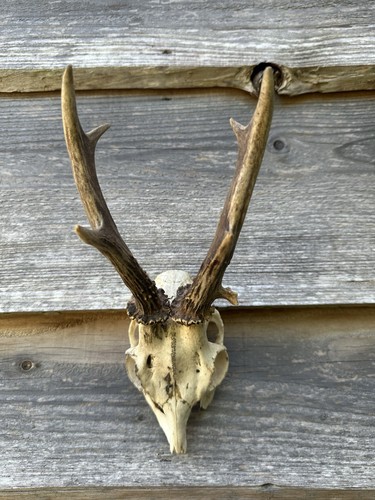 Roe deer antlers can wall - roe, be