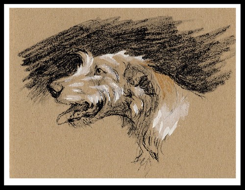 Irish wolfhound head - wolfhound,