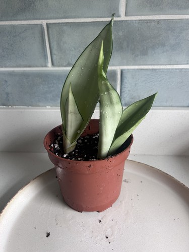 Sansevieria trifasciata - sansevieria,