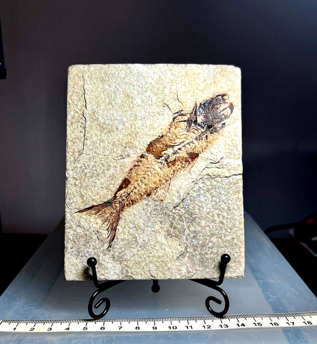 Mioplosus fossil fish - , on