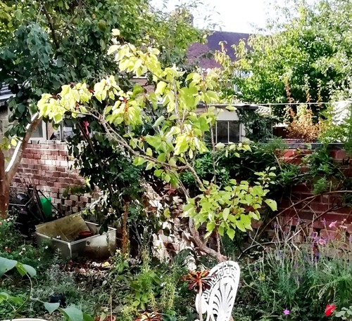 6ft apricot tree pot - tree,