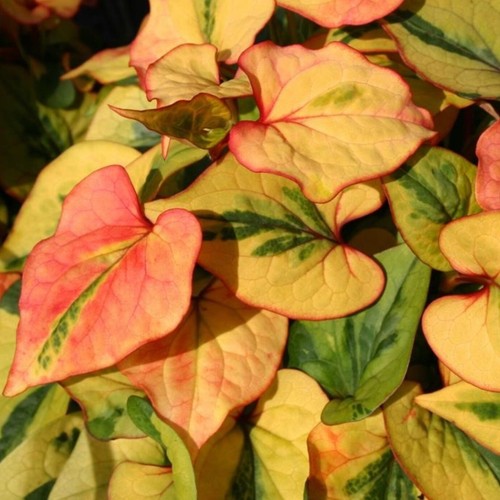 Chameleon plant plugs - chameleon,