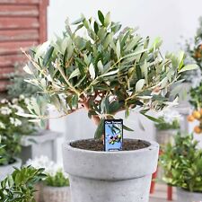 OLEA EUROPEA OLIVE TREE EVERGREEN  HARDY PLANT bonsai Mini  stem in 12 cm p