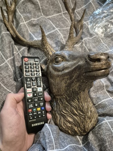Stag head deer - stag, antlers