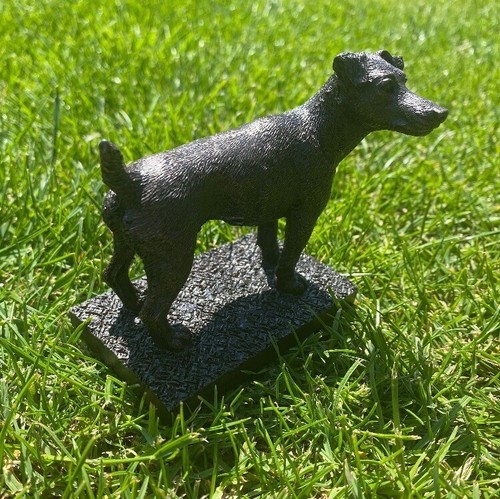 Jack russell terrier dog - terrier,