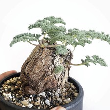 5CM Succulent Cactus Plant