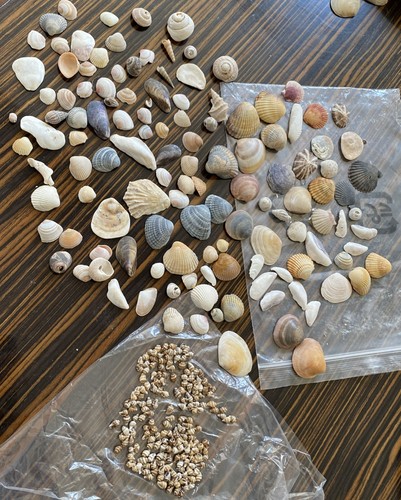 Tiny mixed craft - mixed, seashells
