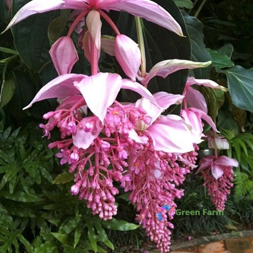 100 seeds medinilla magnifica - seeds,