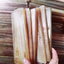 2PC Natural Sheep Horns Bloody