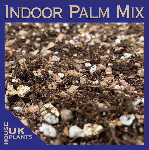 Indoor palm tree soil - palm,