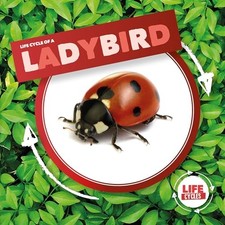 Ladybird (Life Cycle Of A)