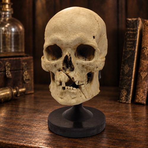 Large human skull replica - human,