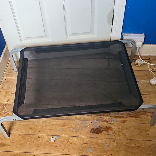 Raised portable mesh dog bed - portable,