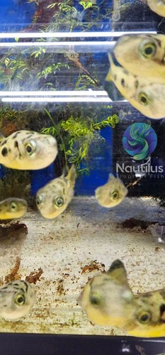 Dwarf pea puffer - pea,