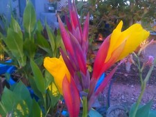 Striped Beauty Yellow water