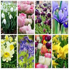 Tulip bulbs/Daffodil bulbs/snowdrop bulbs/aconites/iris flowering plants garden