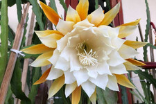 1 EPIPHYLLUM Cactus Rare “Nada”Mature unrooted 20cm+ , XLarge Flower.