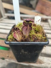 Cephalotus Dudley Watts