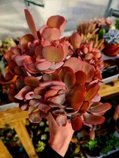 Echeveria Angel Wings crested
