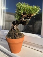 Stunning Shohin japanese black pine Bonsai Tree