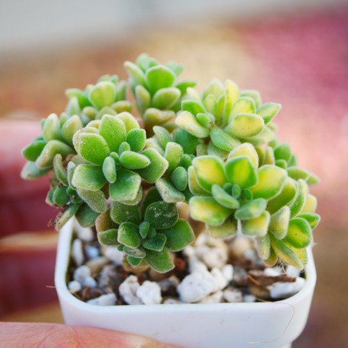 Aeonium lindleyi variegated - aeonium,