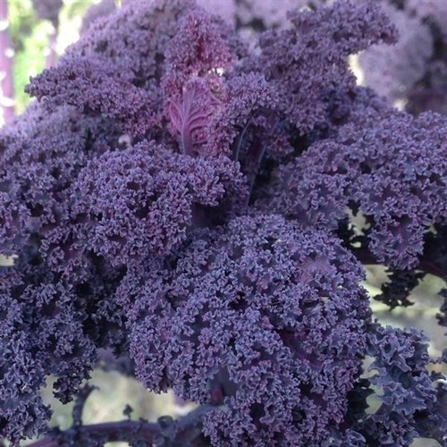 Kale curly scarlet - curly, plug