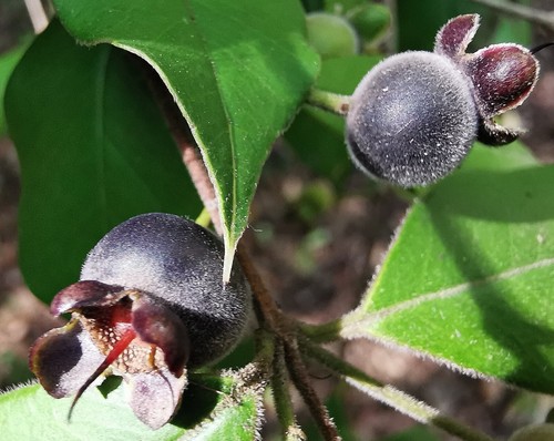 Rare myrcianthes mato - rare,