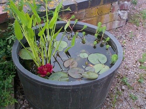 Small water feature value - water,