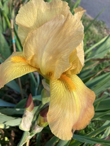 Two orange bearded iris - two,