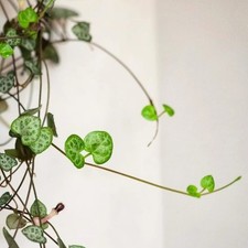 3x String Of Hearts Plant Cuttings - Ceropegia Woodii - trailing houseplant