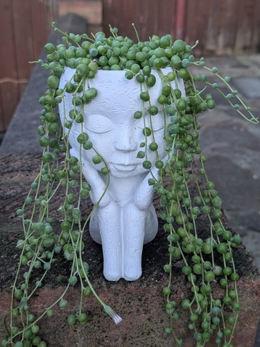 Live string pearls plant - live, of