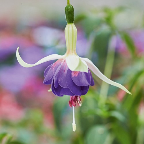 Fuchsia deltas sarah hardy - deltas,