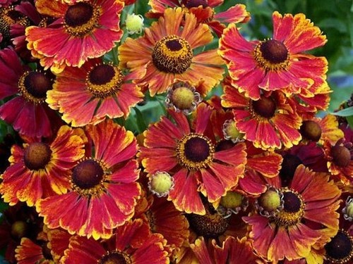 Helenium autumnale mix - 'autumnale, mix'