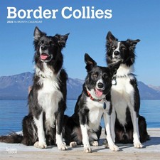 Border Collies Calendar 2026 - Dogs - Month To View