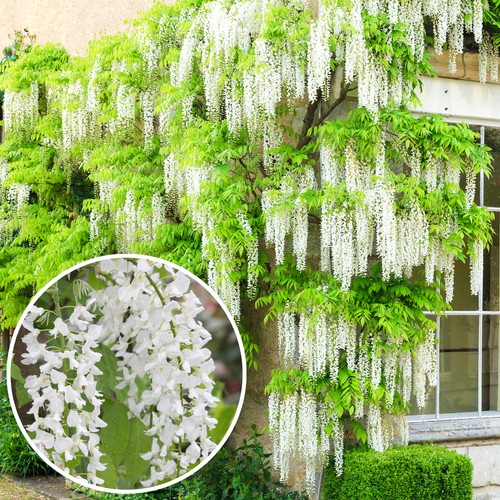 Wisteria alba white - wisteria,