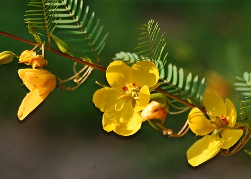 254 seeds partridge pea - 254,