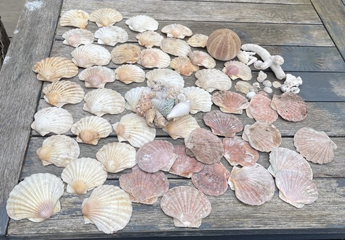 Large 70pc natural sea - sea, shell