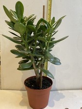 Money tree Jade plant - Crassula ovata Plant - 13cm pot- 40Cm + Height
