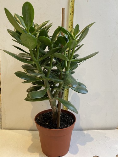 Money tree jade plant - plant,