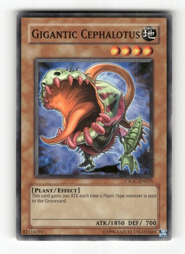 Gigantic cephalotus csoc - gigantic, csoc-en025