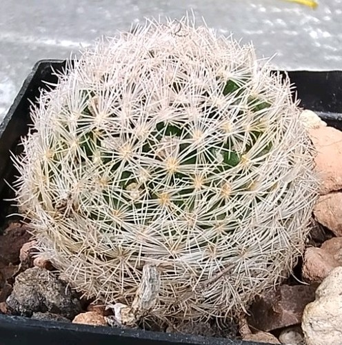 Cactus mammillaria lasiacantha - cactus,