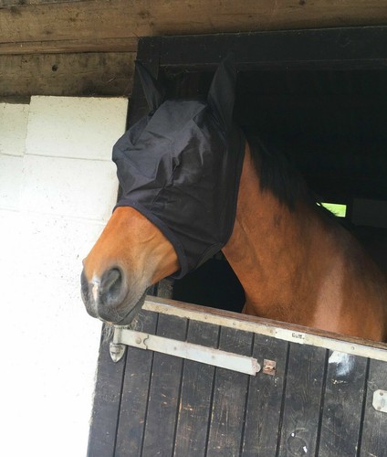 New shetland horse cob pony - new, shetland/horse/cob/pony