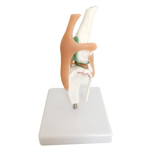 Dog skeleton model knee - dog,