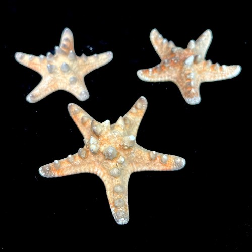 Venus star starfish - 3x, to