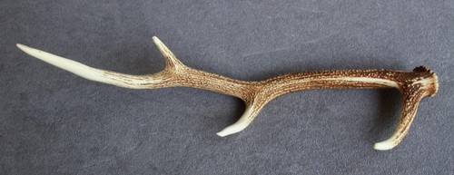 Sika deer antler naturally - sika,