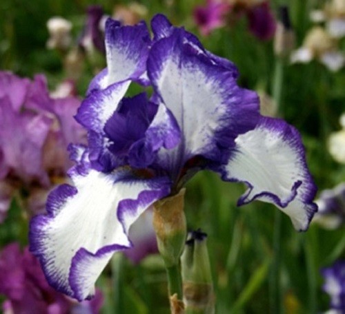 Iris germanica loop the - loop,