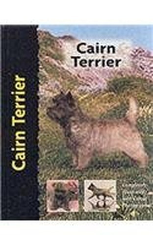 Cairn terrier jamieson - cairn, terrier,