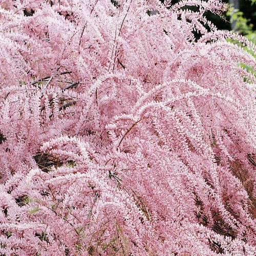 Tamarix tetandra large - -,
